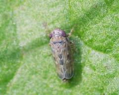 Deltocephalus pulicaris