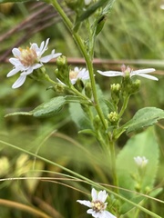 Symphyotrichum drummondii