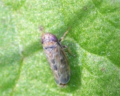 Deltocephalus pulicaris