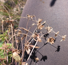 Potentilla thuringiaca