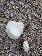 Lycoperdon utriforme