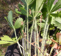 Potentilla thuringiaca