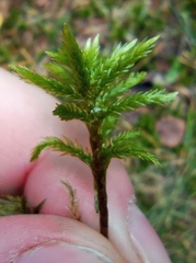 Climacium dendroides