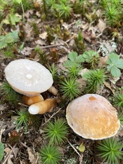 Gyroporus castaneus