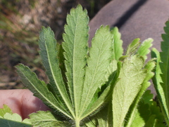 Potentilla thuringiaca