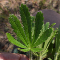 Potentilla thuringiaca