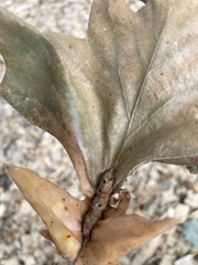 Neuroterus quercusbatatus