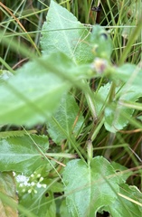 Symphyotrichum drummondii