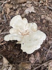 Lactifluus piperatus