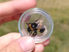 Bombus terrestris lusitanicus