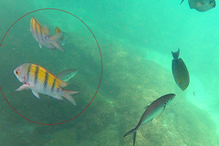 Abudefduf troschelii