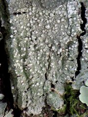 Pertusaria