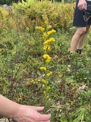 Solidago uliginosa