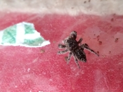 Eris militaris