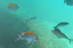 Abudefduf troschelii