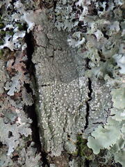 Pertusaria