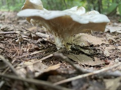 Lactifluus piperatus
