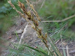 Agrostis stolonifera
