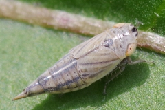 Doratura