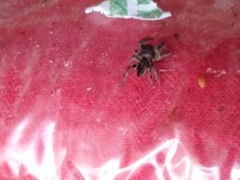 Eris militaris