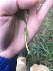 Neolasioptera perfoliata