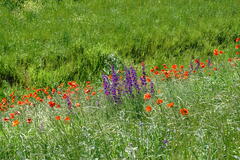 Consolida orientalis