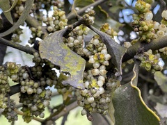 Phoradendron brachystachyum