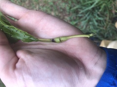 Neolasioptera perfoliata