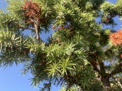 Juniperus deltoides