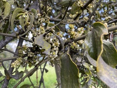 Phoradendron brachystachyum