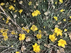 Psilostrophe cooperi