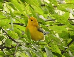 Protonotaria citrea