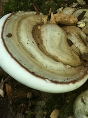 Ganoderma lobatum