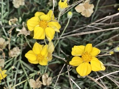 Psilostrophe cooperi