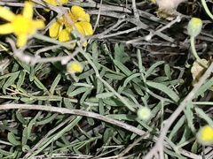 Psilostrophe cooperi