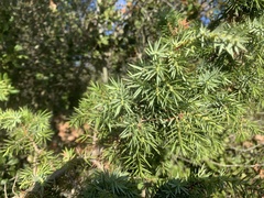 Juniperus deltoides
