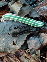 Lapara coniferarum