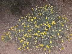 Psilostrophe cooperi