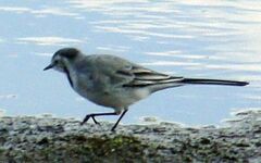 Motacilla alba