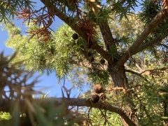 Juniperus deltoides