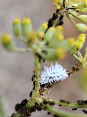 Coccinellidae