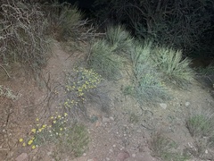 Psilostrophe cooperi