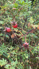 Rosa nutkana