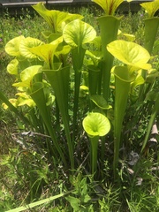 Sarracenia flava