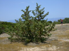 Juniperus macrocarpa