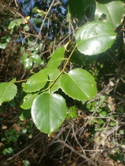 Prunus ilicifolia