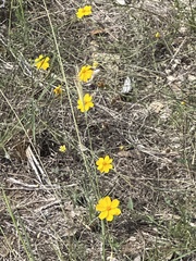 Thelesperma simplicifolium