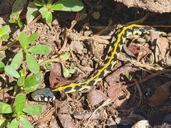 Thamnophis