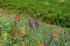 Consolida orientalis