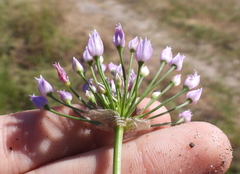 Allium angulosum